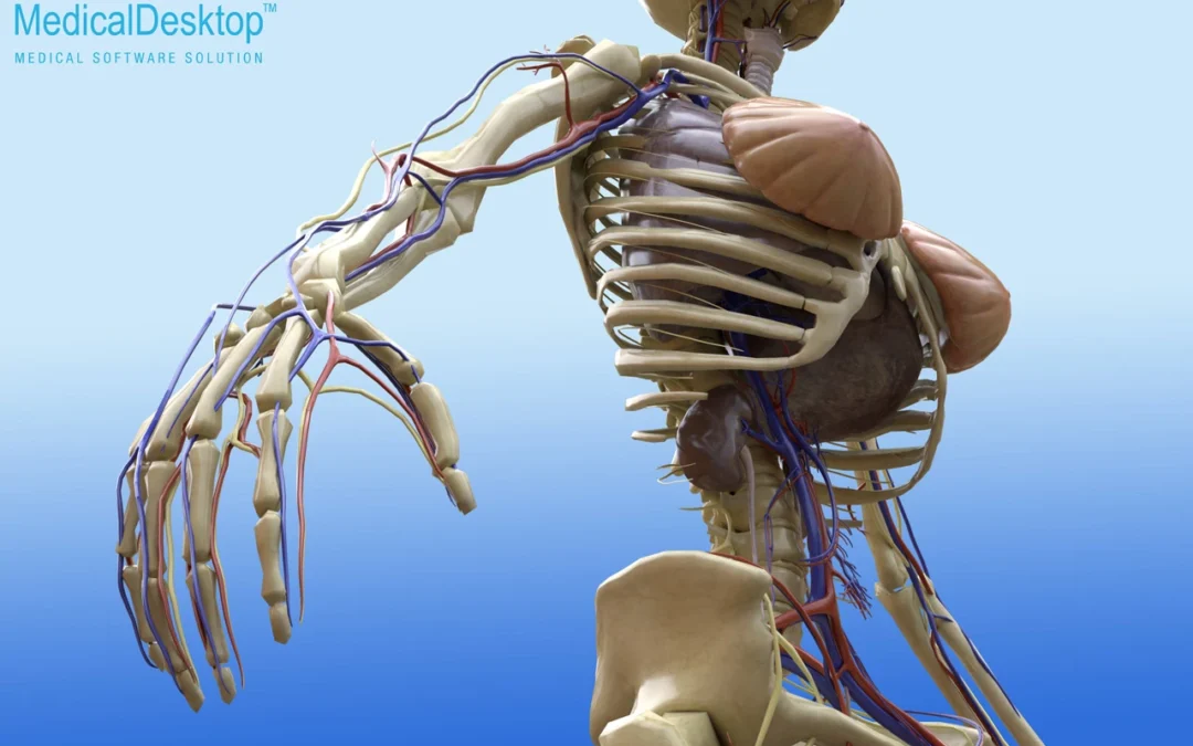 Anatomische 3D Renderings für Medical Desktop AG, Olten